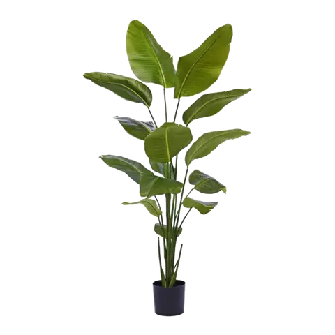 piante Strelitzia