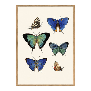 Tableau avec cadre BOTANICAL