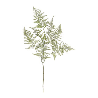 plante Giardino