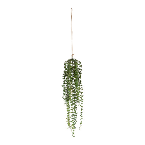 plante GIARDINO