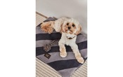 Hundedecke Oyanimal
