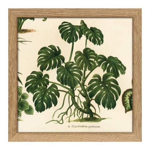 Tableau avec cadre BOTANICAL