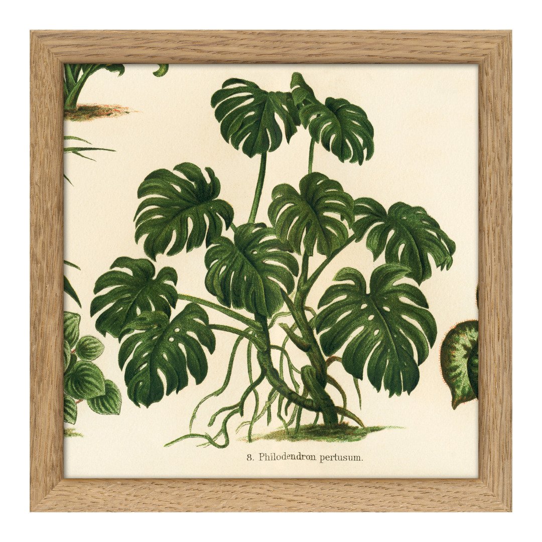 Tableau avec cadre BOTANICAL