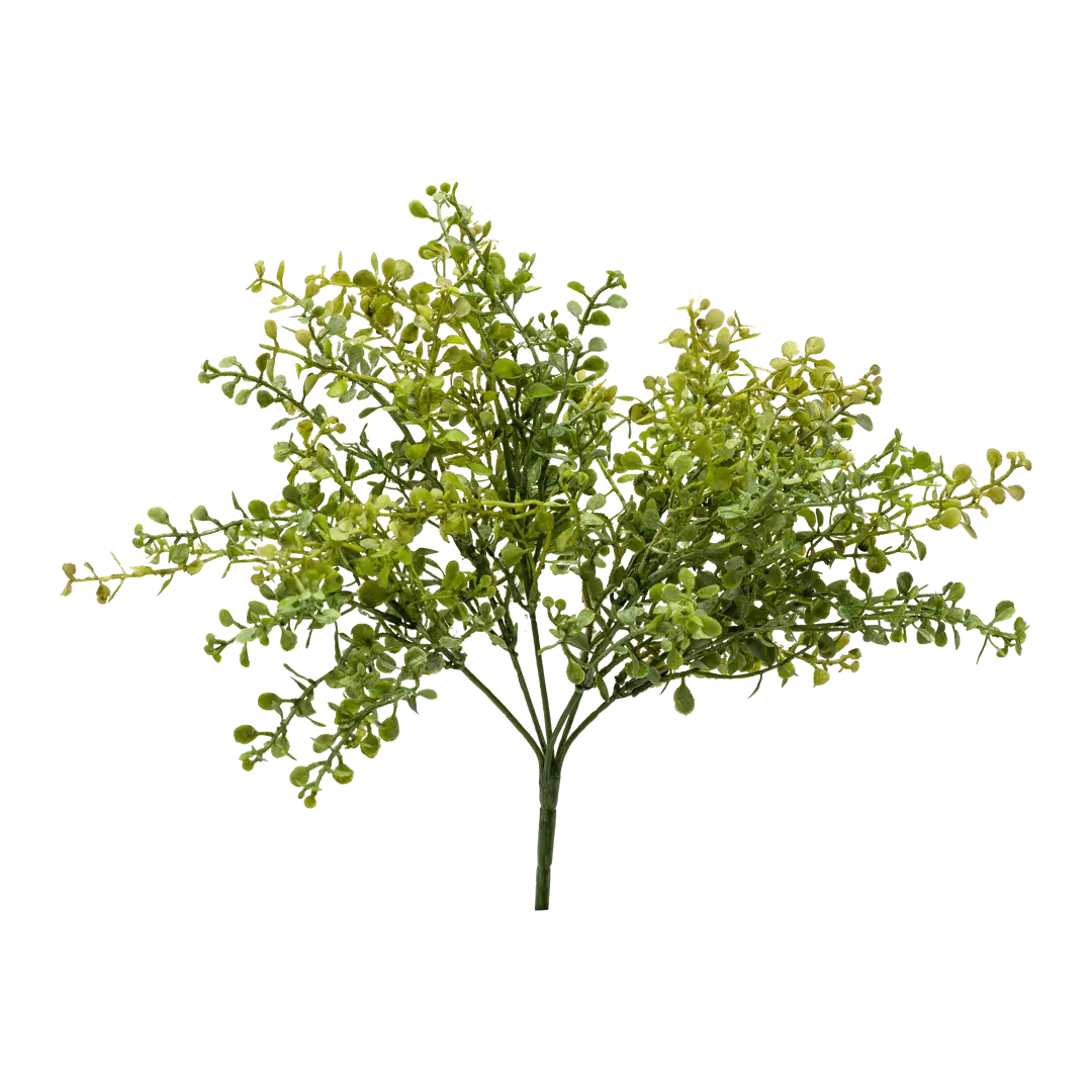 plante GIARDINO