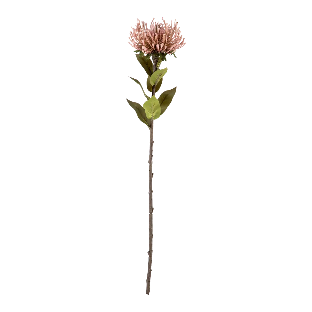 branche décorative Protea