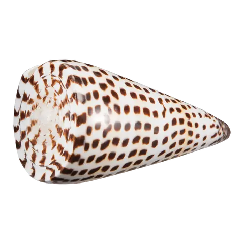 Muschel Muschel