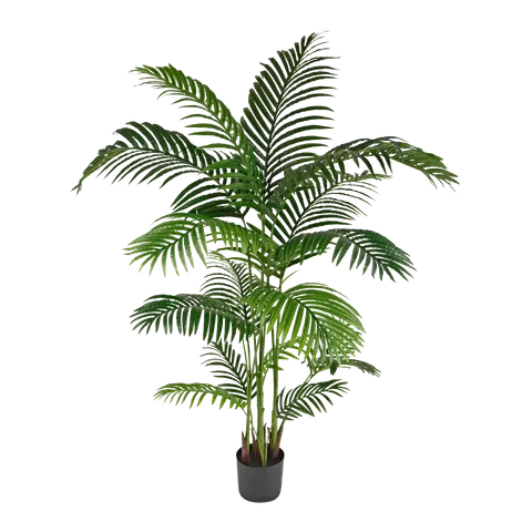 piante Areca