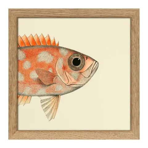 Quadro con cornice BOTANICAL