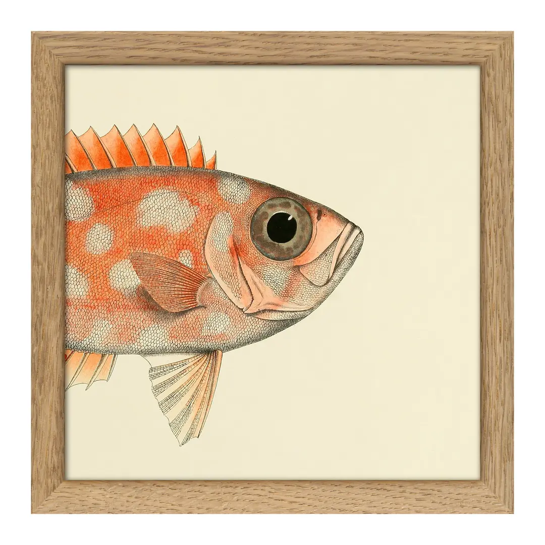 Quadro con cornice BOTANICAL