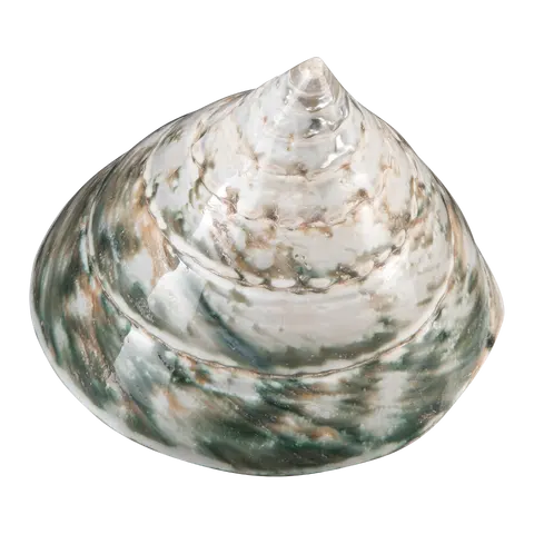 Muschel Muschel