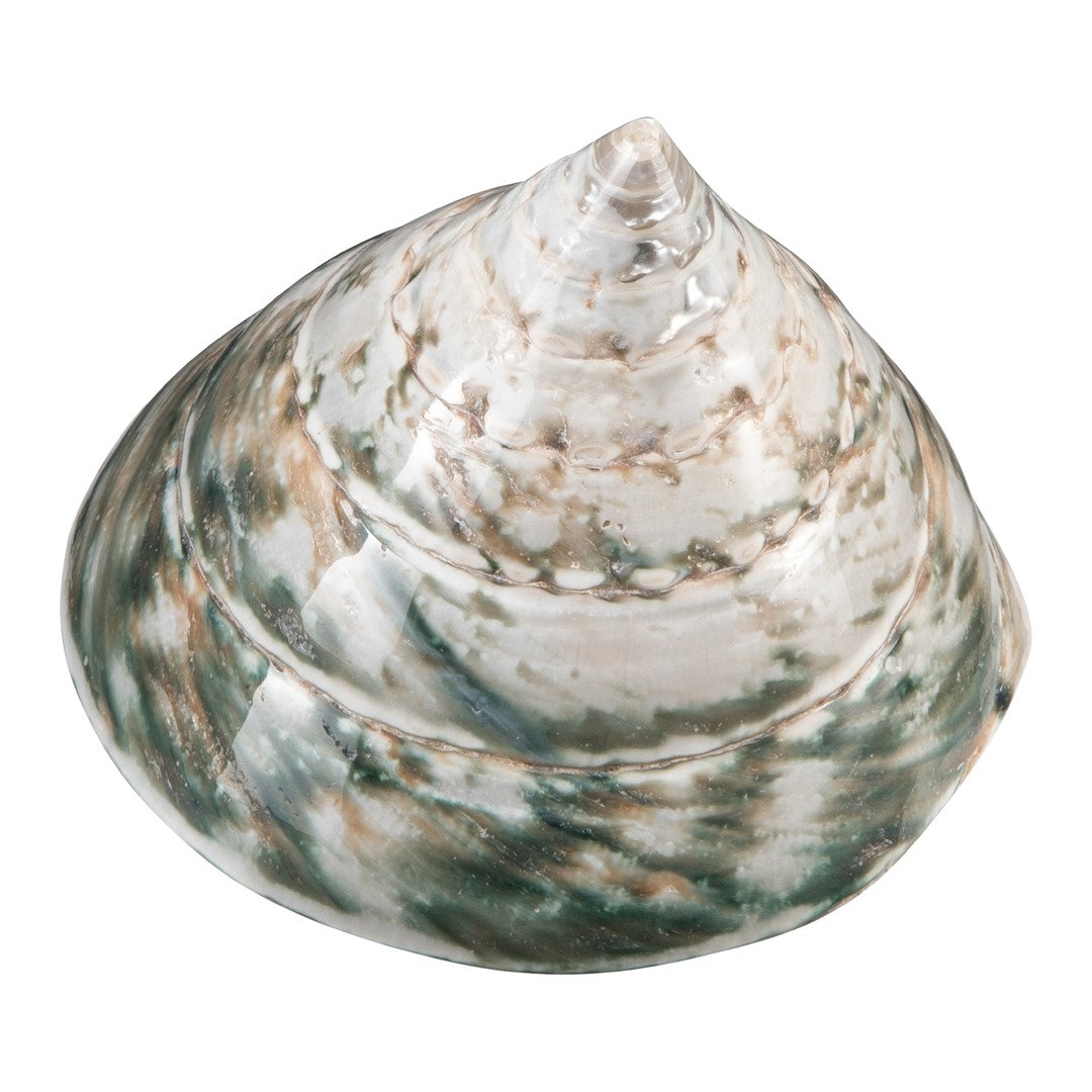conchiglie Muschel