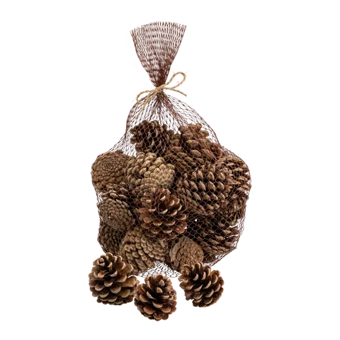 pigne Foresta