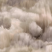 tapis de laine BEETLE DUNES