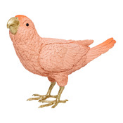 uccello Kiara