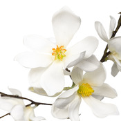 fleurs artificielles Magnolia