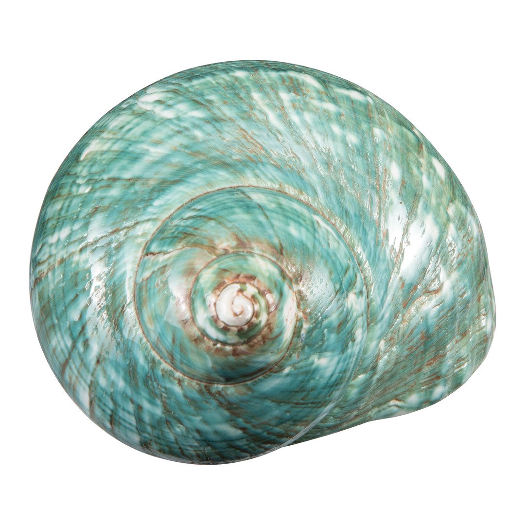 coquillages Muschel