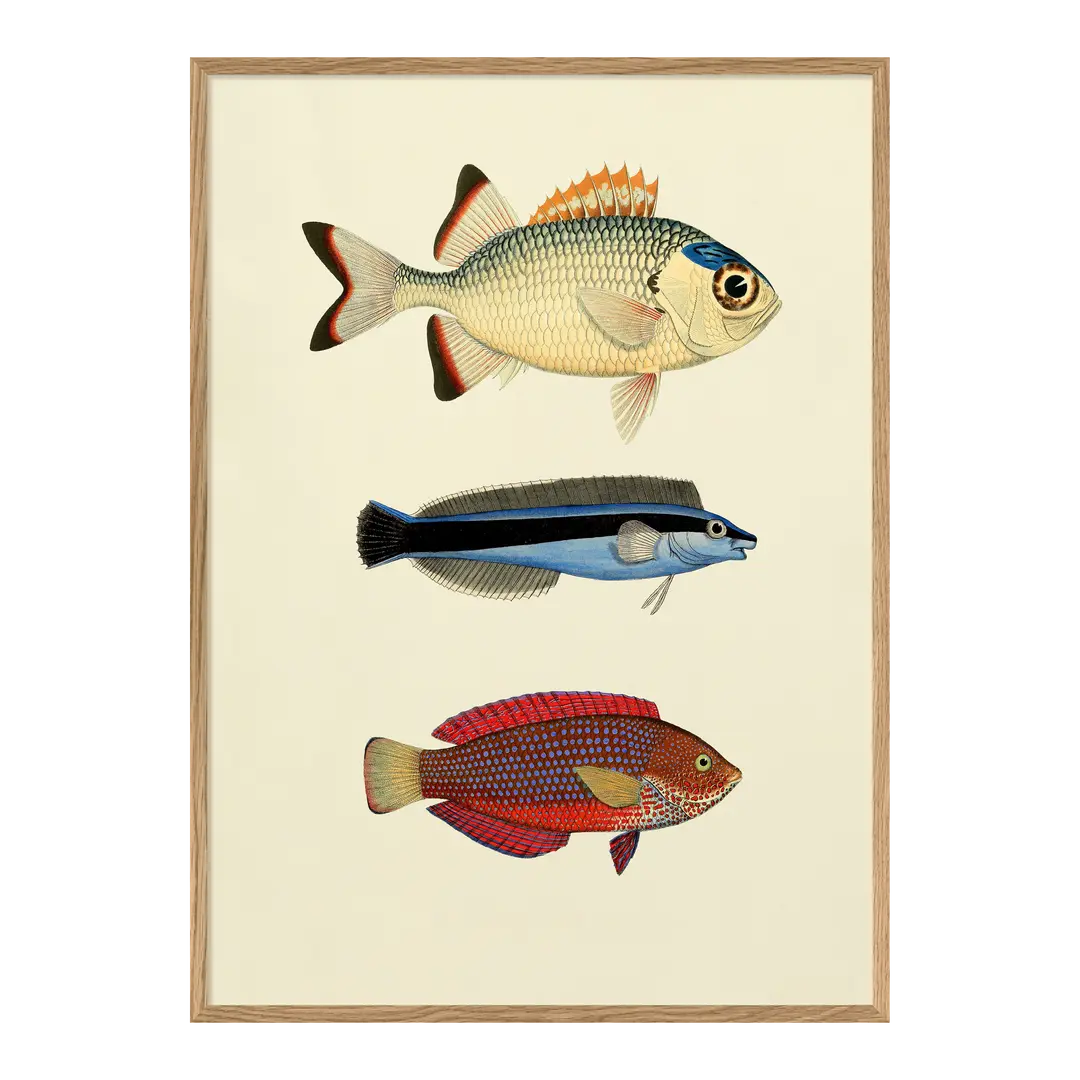 Quadro con cornice BOTANICAL