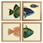 Quadro con cornice BOTANICAL