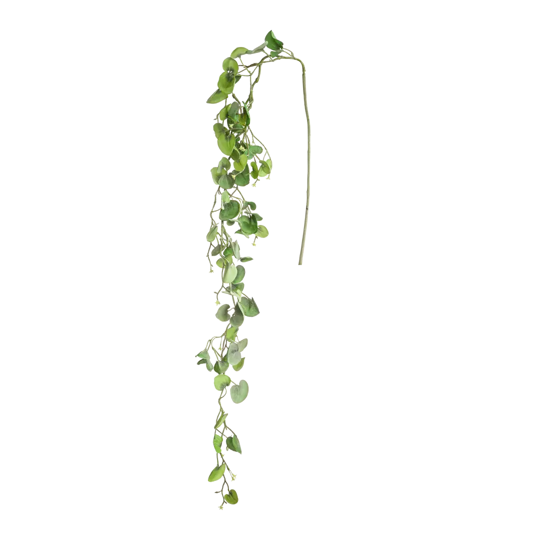 plante Tulum