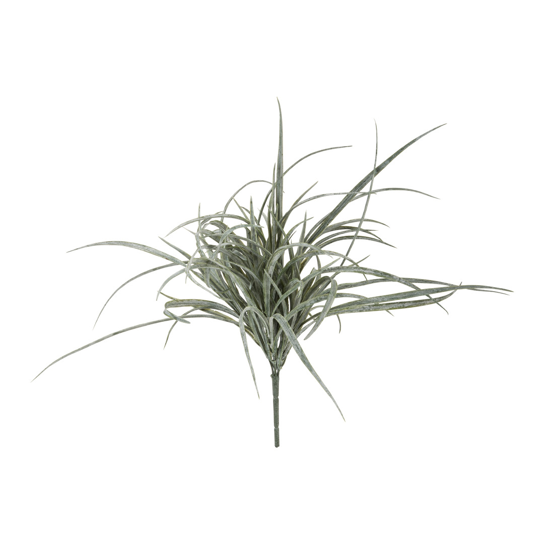 plante GIARDINO
