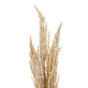 branche décorative DRIED-GRASS