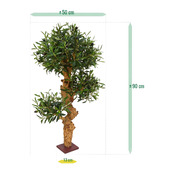 plante Olea europaea