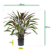 plante Calathea