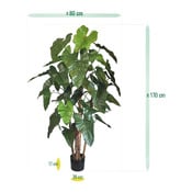 plante Philodendron