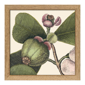 Bild mit Rahmen Botanical