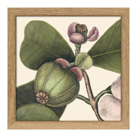 Tableau avec cadre BOTANICAL