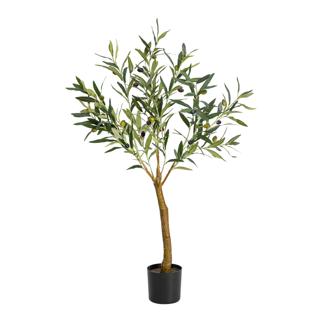 plante GIARDINO