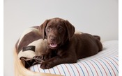 coperta per cani Oyanimal
