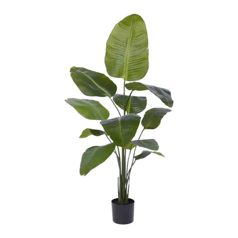 piante Strelitzia