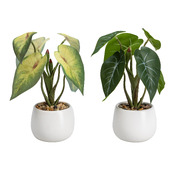 plante GIARDINO