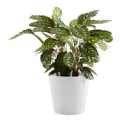pot de jardin AMSTERDAM