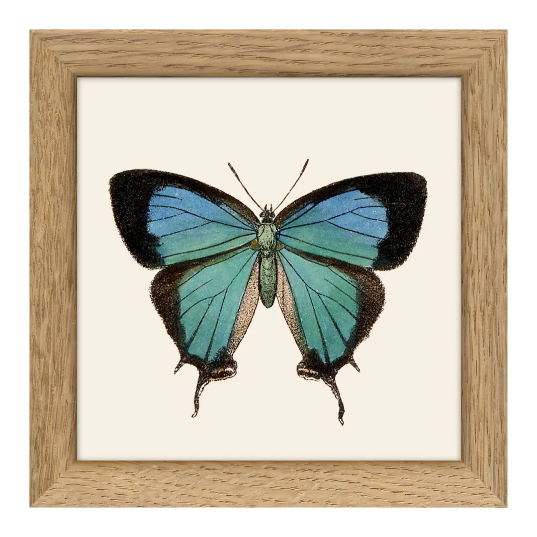 Quadro con cornice BOTANICAL