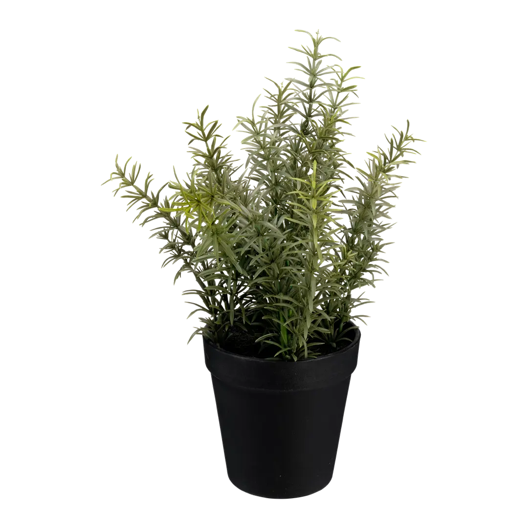 piante HERBS