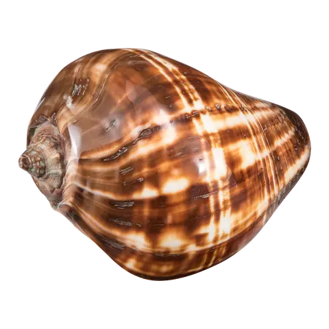 Muschel Muschel