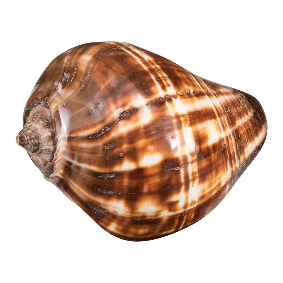 conchiglie Muschel