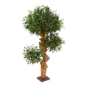 plante Olea europaea
