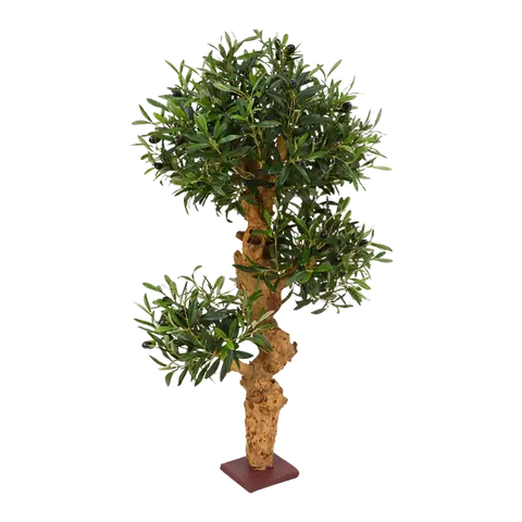 piante Olea europaea