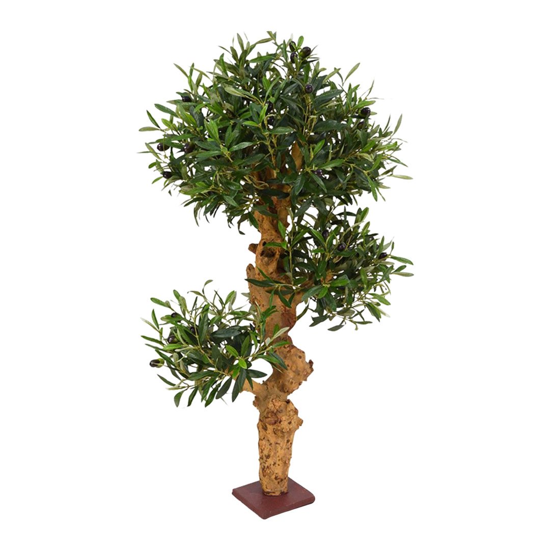 piante Olea europaea