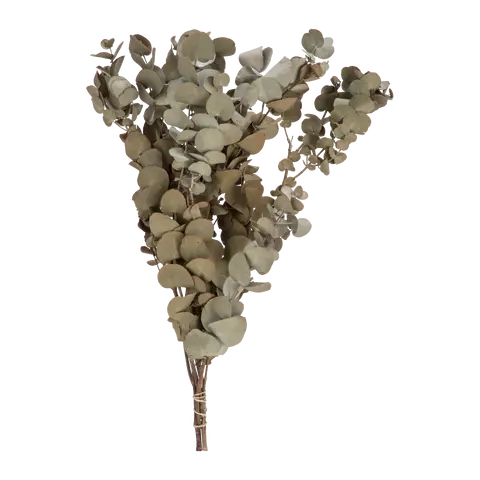 piante vere Dried-Grass