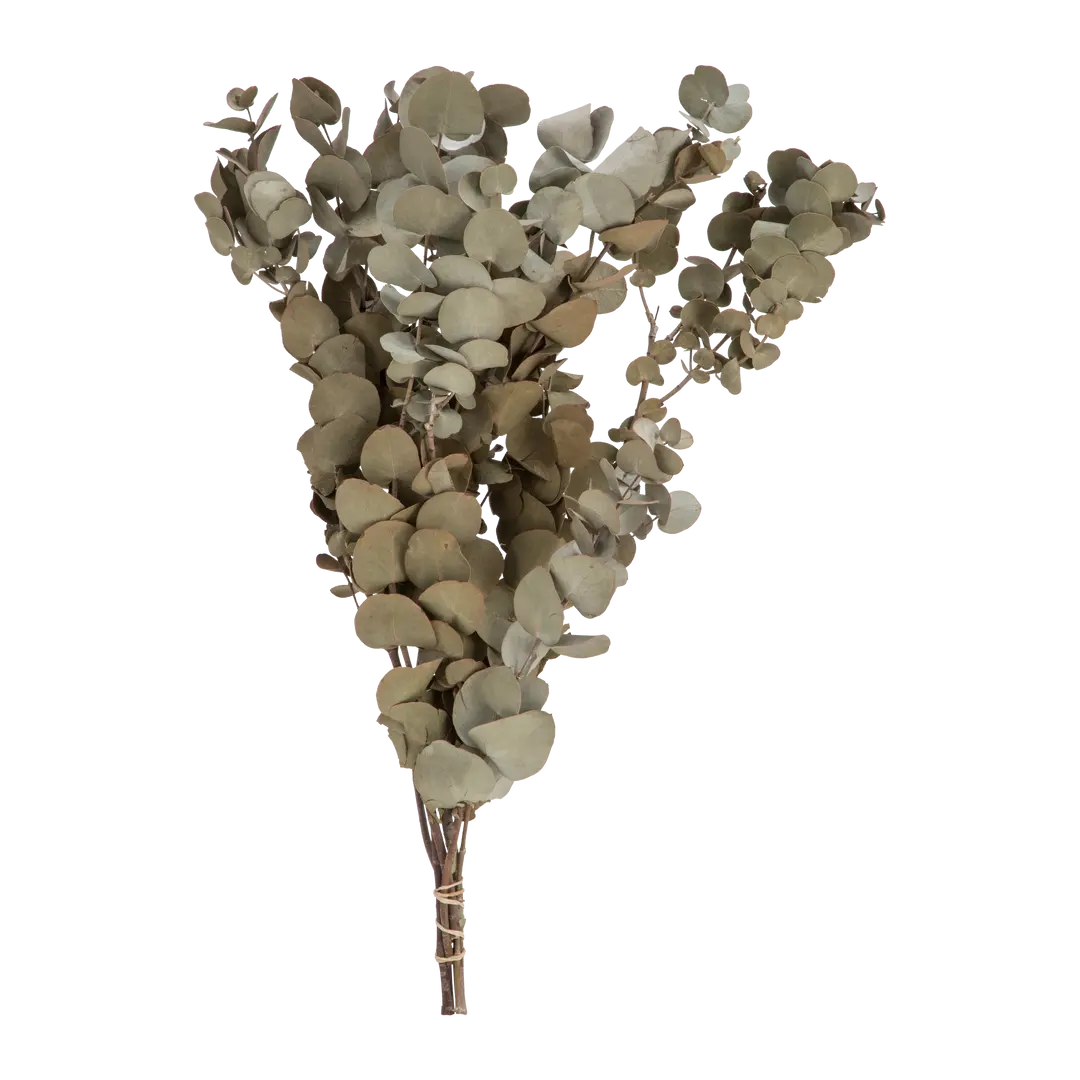 plante vraie DRIED-GRASS