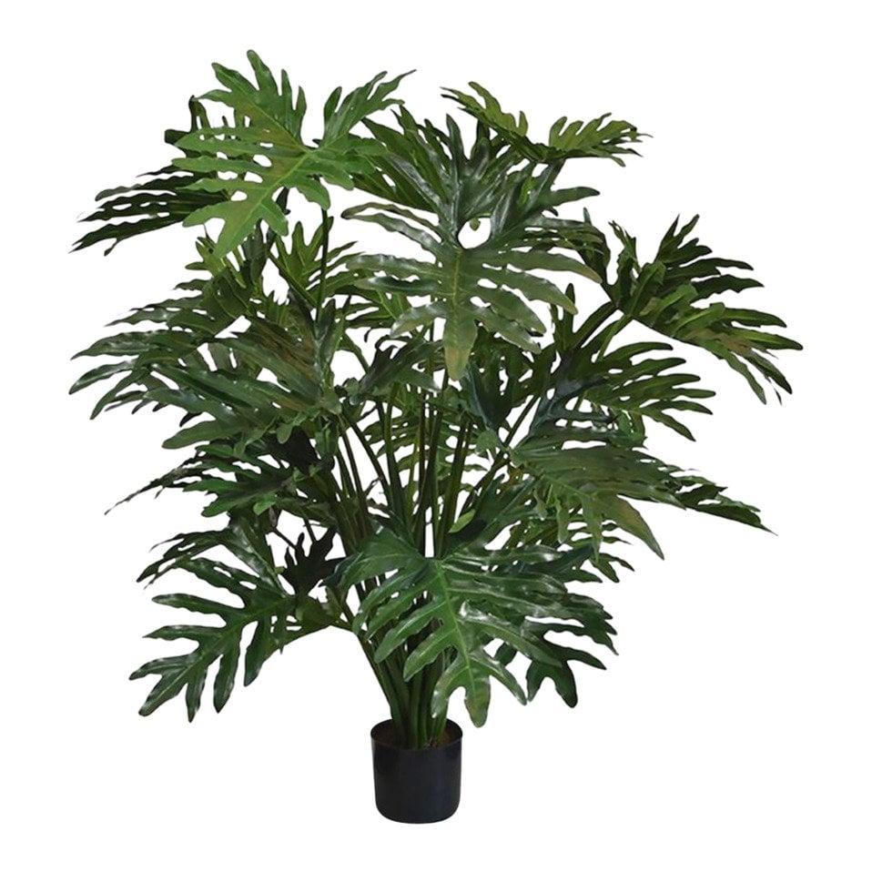 piante Thaumatophyllum