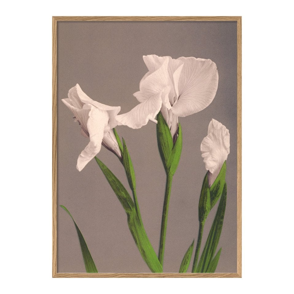 Quadro con cornice Ogawa