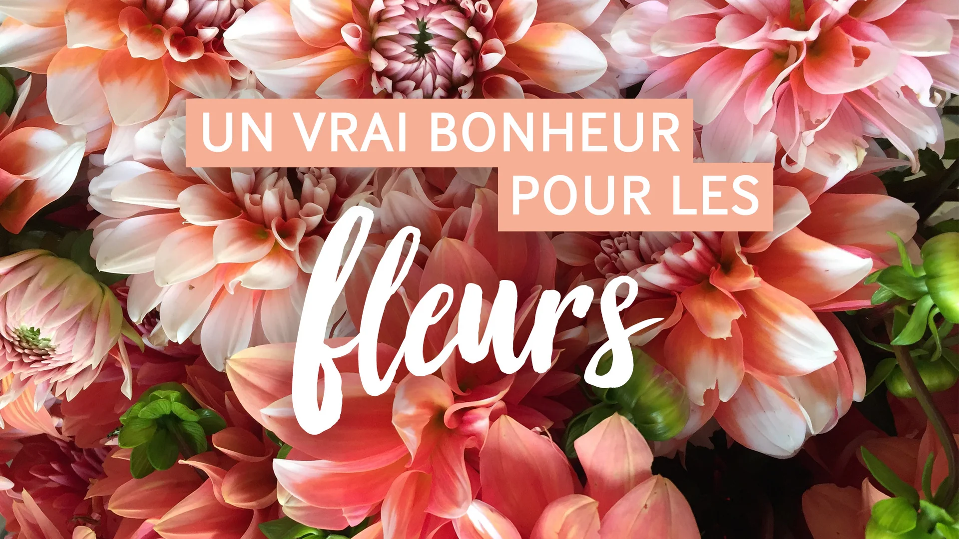 header-blumig-mobile-fr.jpg