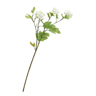 piante FLORA