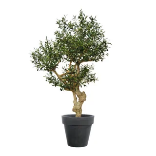 piante Olive